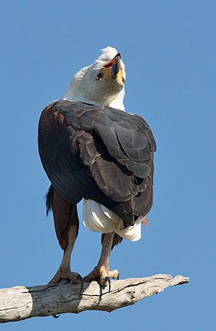 African Fish Eagle calling
